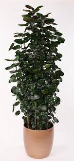Aralias Gallery Farm Life Tropical Foliage Tropical Foliage Foliage Plant Wall