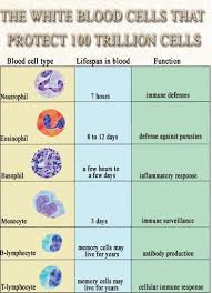 White Blood Cells And Functions Medical Laboratory Science