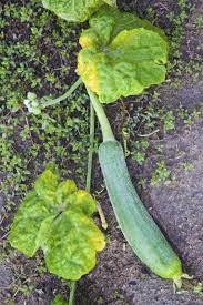 Maybe you would like to learn more about one of these? Zucchini Leaves Turning Yellow Reasons For Yellow Leaves On Zucchini Gardening Know How