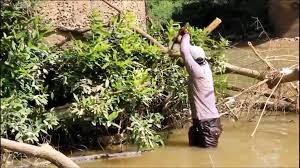 Banyak ikan terjebak kakek tua tangkap ikan cara lama jebakan tradisional. Cari Ikan Tradisional 5 Cara Menangkap Ikan Di Sungai Dengan Botol Video Dailymotion
