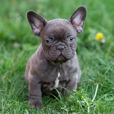 Blue french bulldog buying advice… i know it's all too easy to just fall in love with the first frenchy you encounter that is for sale. Our Breeding French Bulldog Breed