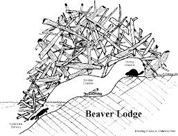 The lodge is their safe home. Drawing Of Beaver Lodge By Kim A Cabrera Beaver Beaver Lodge Beaver Activities