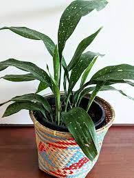 We did not find results for: Aspidistra Elatior Milky Way Care Images And Videos Chooseyourplant