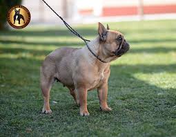 The french bulldog should be on the short list of breeds for anyone who lives without a vast tract of suburban backyard. 10 French Bulldog Collars That Are Neck Friendly French Bulldog Breed