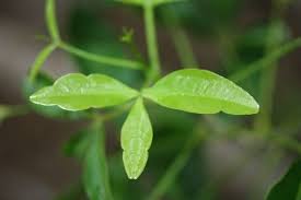 Image result for Vepris grandifolia