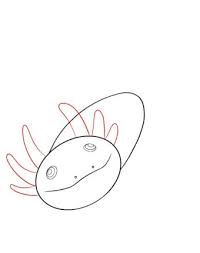 This is also the same. How To Draw An Axolotl Draw Central
