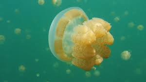 See more of save the louisiana pancake batfish! The Plight Of The Endangered Louisiana Pancake Batfish Aquaviews