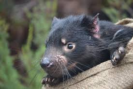 Though the character appeared in only five shorts before warner bros cartoons shut down in 1964, marketing and television appearances later propelled the character to new popularity in the 1990s. How An Infectious Tumor In Tasmanian Devils Evolved As It Spread Eurekalert Science News