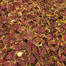 Image result for Coleus defoliatus