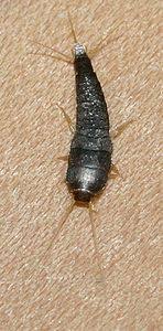 Se la sinistra non gestita, gli insetti possono assumere una casa rapidamente e richiedono gravi prodotti chimici per eliminare. Lepisma Saccharina Wikipedia