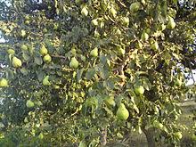 Pyrus communis 'd'anjou' or the european pear comes in a medium size that reaches 3 inches in diameter. Pear Wikipedia
