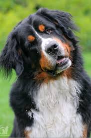 Bernese Mountain Dogs Dog Breeds Pictures Bernese Dog