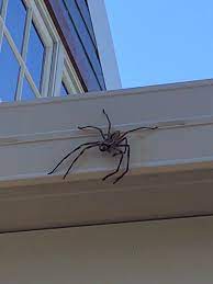Gold coast pest control will 100% guarantee successful elimination of your pests! Dan Purkis Pest Control Posts Facebook