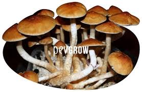 They're average quality and average price. Was Sind Zauberpilze Und Wo Bekommt Man Sie