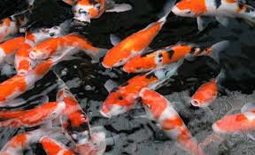 Ikan merupakan kelompok vertebrata yang paling beraneka ragam dengan jumlah spesies lebih. Cara Membuat Kolam Ikan Koi Di Rumah Blog Qhomemart