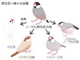 楓工房 » 文鳥の羽色で学ぶゆる遺伝学 (3)