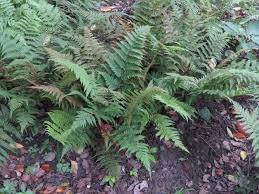 Image result for Ctenitis