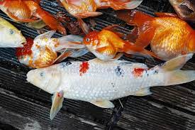In this way, you can respectfully dispose of a fish. Dead Koi Photos Free Royalty Free Stock Photos From Dreamstime