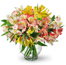 Maybe you would like to learn more about one of these? Perfect Peruvian Lilies Springfield Or Florist