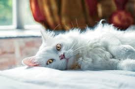 In addition to taking your cat in for a veterinary exam, you can take a few palliative steps to reduce the discomfort your cat may be experiencing. Why Is My Cat Pulling Out Her Hair Firstvet