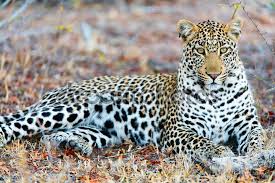 Genc Erkek Leopar Stok Imaj 120996436 Goruntuler Ile Leopar Fotograf Resim