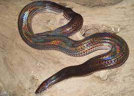 Real Monstrosities Sunbeam Snake Weird Animals Snake Snake Lovers