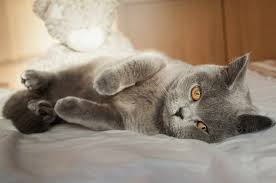 When this cat mated with a russian blue male, it resulted in one kitten from the litter having long, blue hair. 10 Cat Breeds That Have Blue Colored Coats