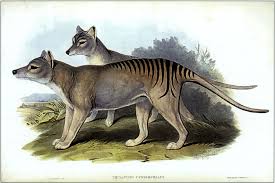 The last known thylacine died in a hobart zoo on 7 september 1936. Tasmanian Tiger Alive Or Extinct