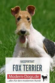 Pin Auf Blog Modern Dogs Unsere Blogbeitrage