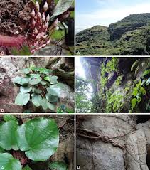 Image result for Cincinnobotrys