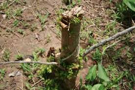 Image result for Rytigynia monantha