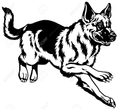 1000s of amazing designs acroos a huge range of quality products. Dog German Shepherd Breed Black And White Illustration Royalty Free Cliparts Vectors And Stock Illustration Image 24549432