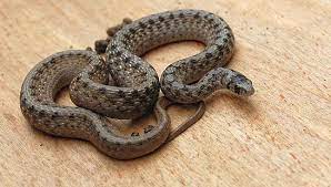 Midland Brown Snake Storeria Dekayi Found Under A Piece Of Lumber Snake Reptile Snakes Colorful Snakes