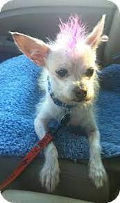 As a very intelligent dog the chinese crested dog requires little in the way of specialized training but will definitely benefit from a puppy obedience class. Pin On Vincent