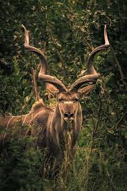 My Dream Animal One Day I Will Conquer This Beast Such A Beauty Antilope Kudu Parco Kruger Animals Beautiful African Animals Animals