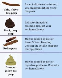 Image result for thin ribbon stools human poop