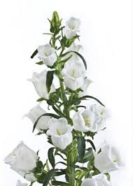 Champion White Campanula Flowers And Fillers Flowers By Category Sierra Flower Finder Campanula Flowers Wedding Flowers Delivery White Wedding Flowers