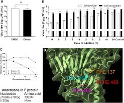 Image result for Senecio maranguensis