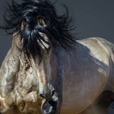 Buckskin horses are not rare, as stated above buckskin is a color pattern found in most breeds. 140 Names For Your Buckskin Horse Helpful Horse Hints
