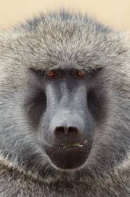 Olive Baboon Olive Baboon Close Up African Wildlife Photography African Wildlife Wildlife Photography