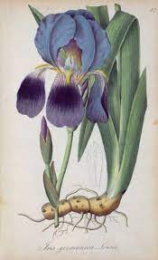Pin By Rethink Foundation On Art Botanical Botanical Drawings Botanical Illustration Botanical Painting