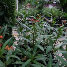 Image result for Asclepias curassavica