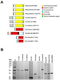 In addition to vitamins and minerals, prickly pears contain phenolic compounds, plant sterols and wondering how to recover from a hangover? Recombinant Rel Dif Dorsal Relish I K B Cactus Rel 49 And Download Scientific Diagram