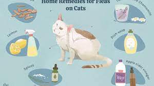 6 Home Remedies For Fleas On Cats