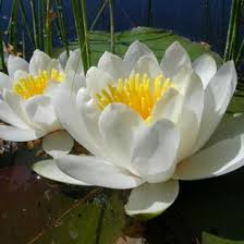By declan nitzsche 08 jul, 2021 post a comment. Como Es Una Flor De Nenufar Como Crece Y Crece Un Lirio De Agua Blanca O Un Lirio De Agua