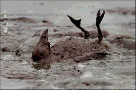 Dead Bird By The Oil Spill Oil Spill Oil Pollution Bp Oil