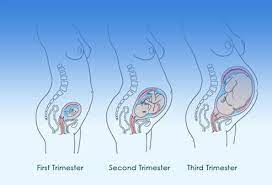 Pregnancy Week-By-Week Early And Later Signs & Symptoms