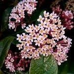 Image result for Rogiera amoena