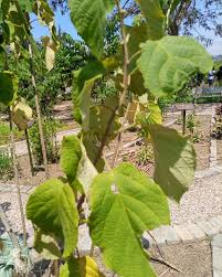 Image result for Clerodendrum rotundifolium