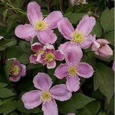 A vigorous deciduous climber, in late spring it is covered with a mass of small blooms for a period of about four weeks. Clematis Montana Tetrarose Cowell S Garden Centre Woolsington